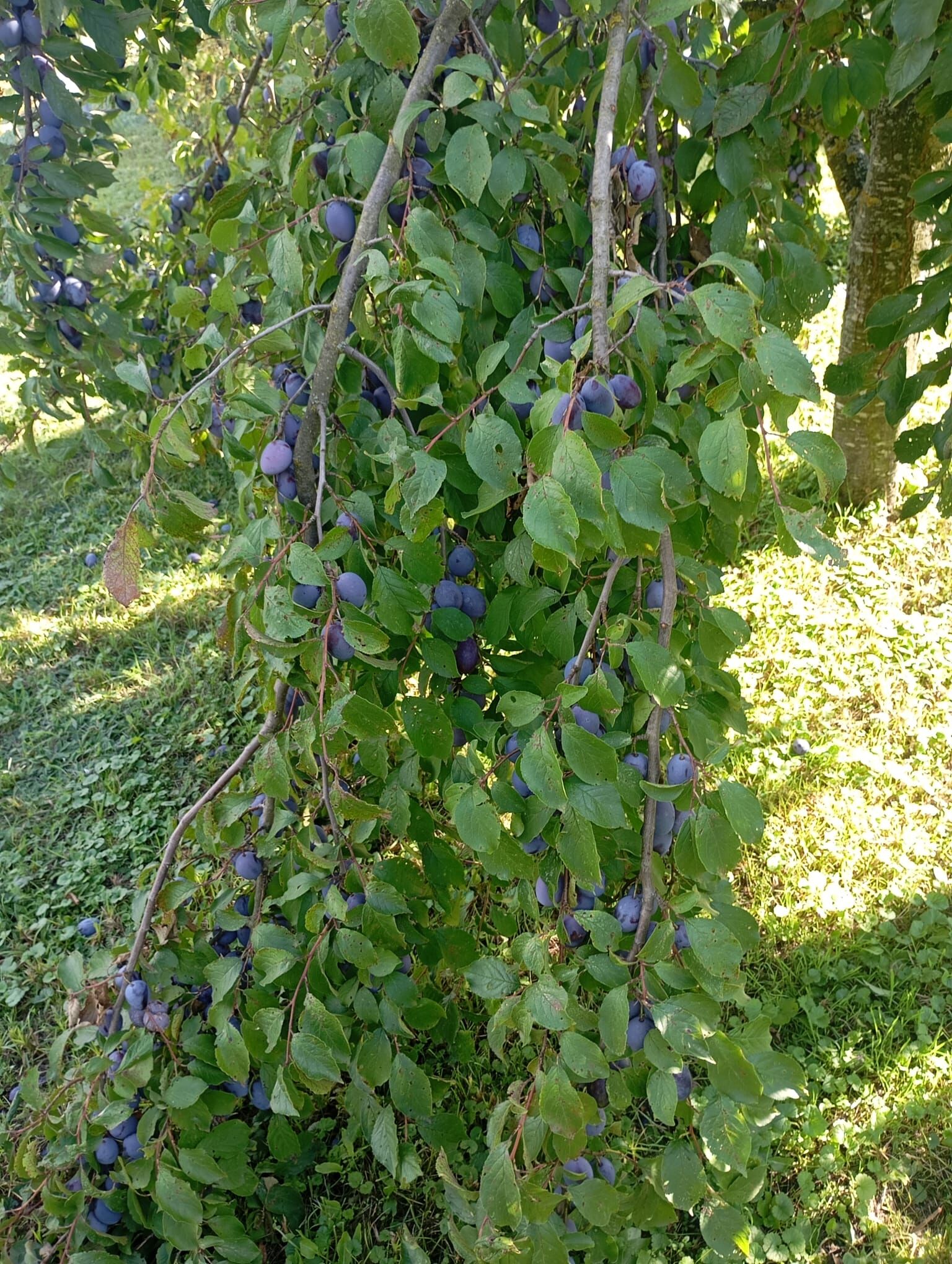Oddam śliwki węgierki
