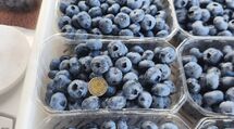 Sprzedam Borówkę amerykańską z lokalnej plantacji 