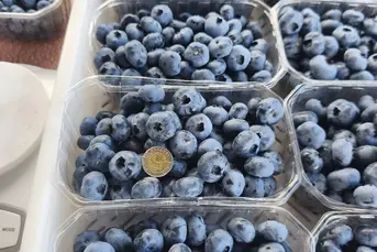 Sprzedam Borówkę amerykańską z lokalnej plantacji 
