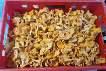 Sprzedam grzyby kurki 6, 5 kg i mieszane 2,5 kg
