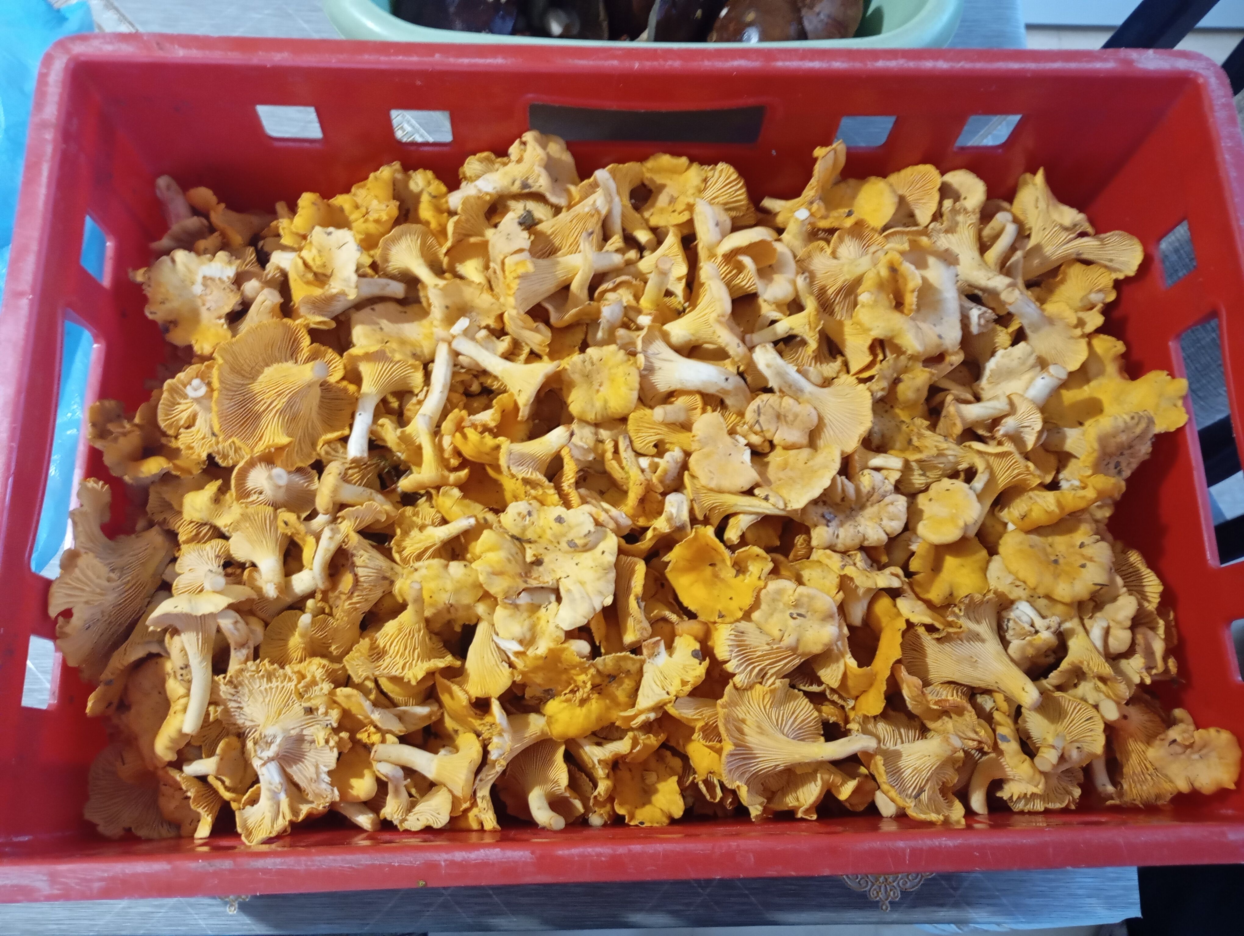 Sprzedam grzyby kurki 6, 5 kg i mieszane 2,5 kg