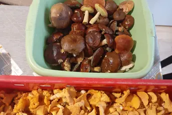 Na sprzedaż świeżo zebrane kurki 6, 5 kg i 2,5 kg 