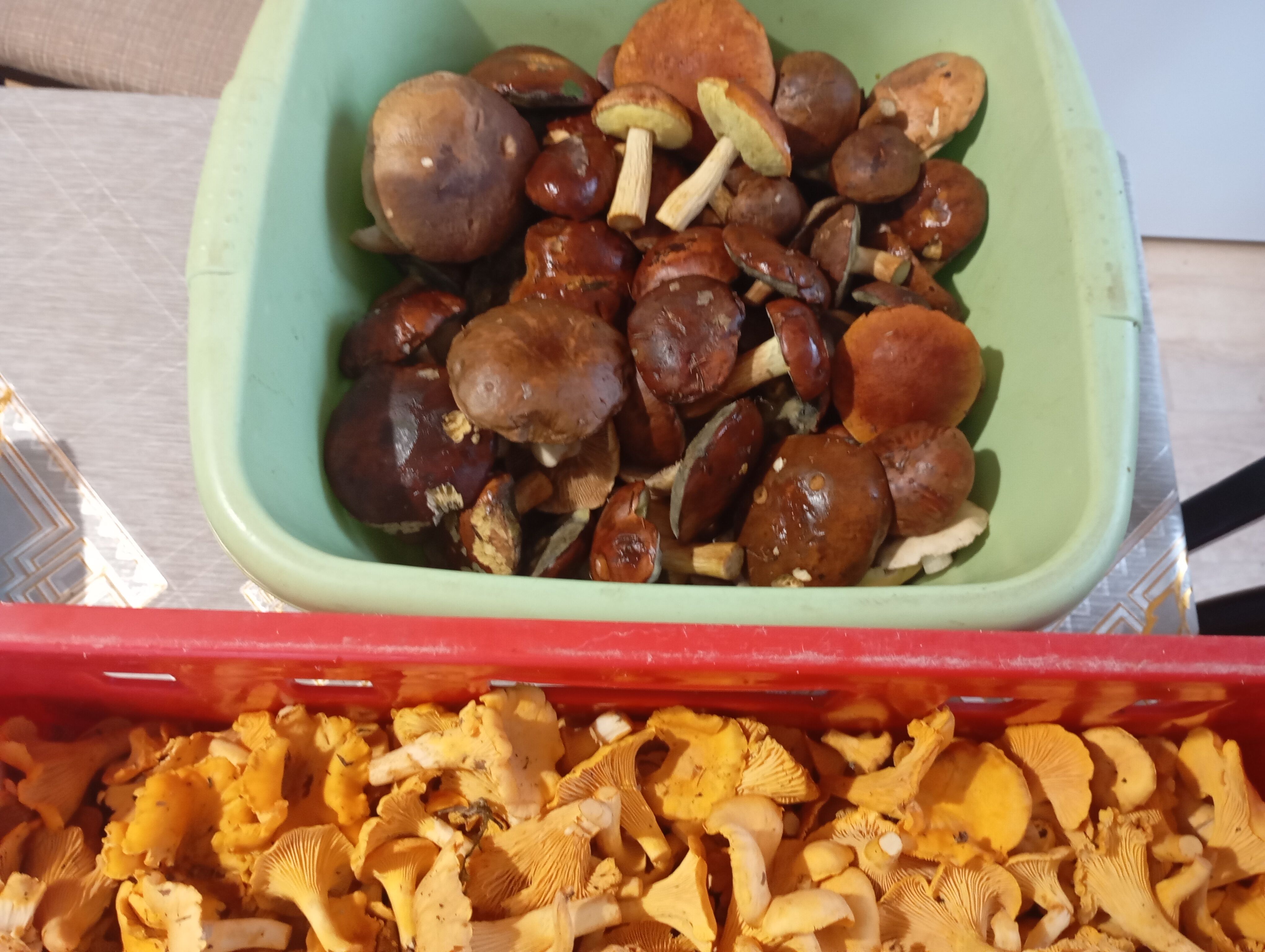 Na sprzedaż świeżo zebrane kurki 6, 5 kg i 2,5 kg 