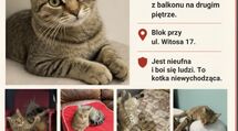 Zaginęła kotka 