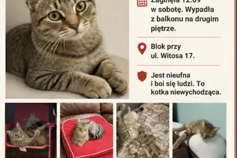 Zaginęła kotka 