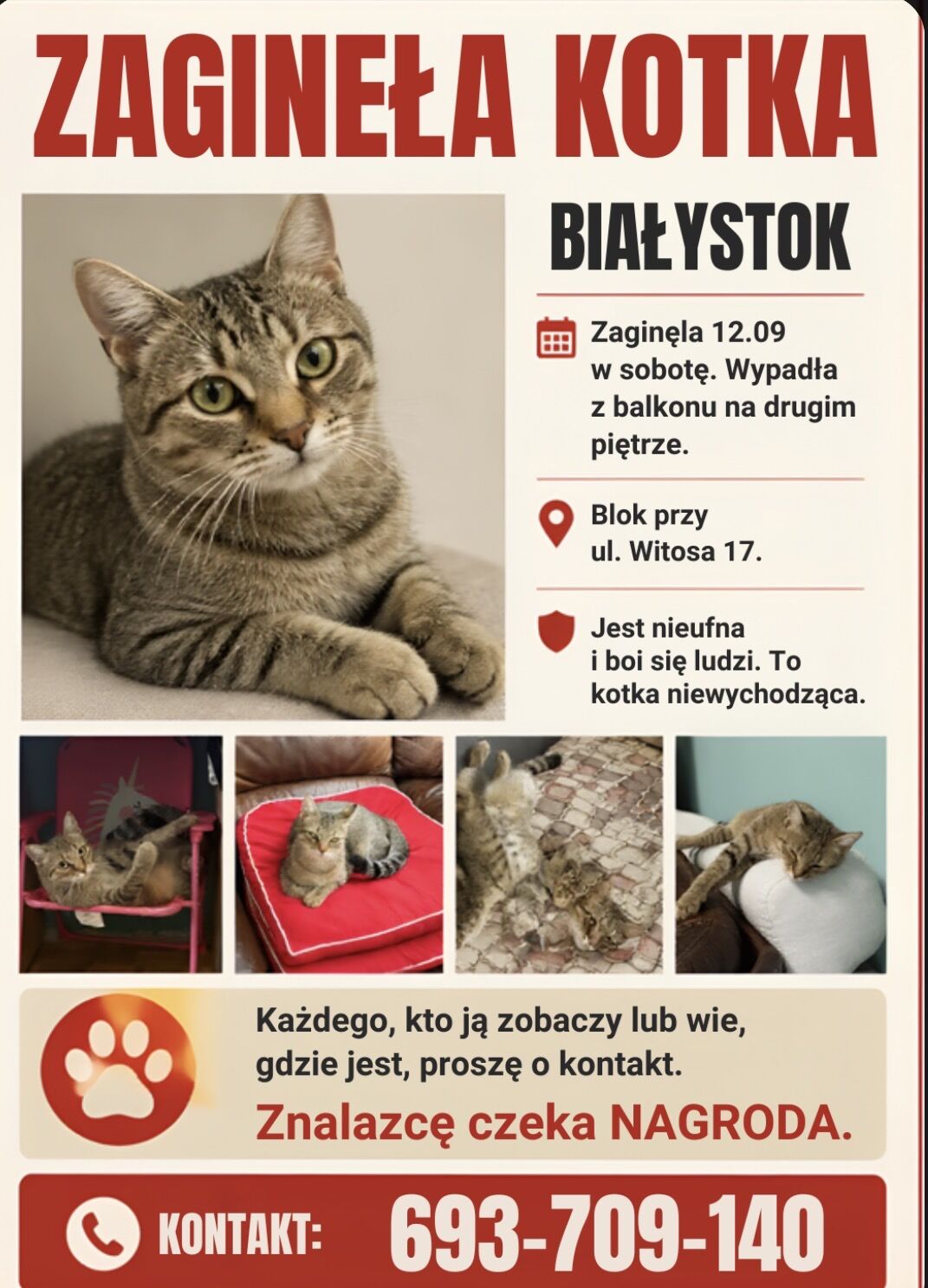 Zaginęła kotka 