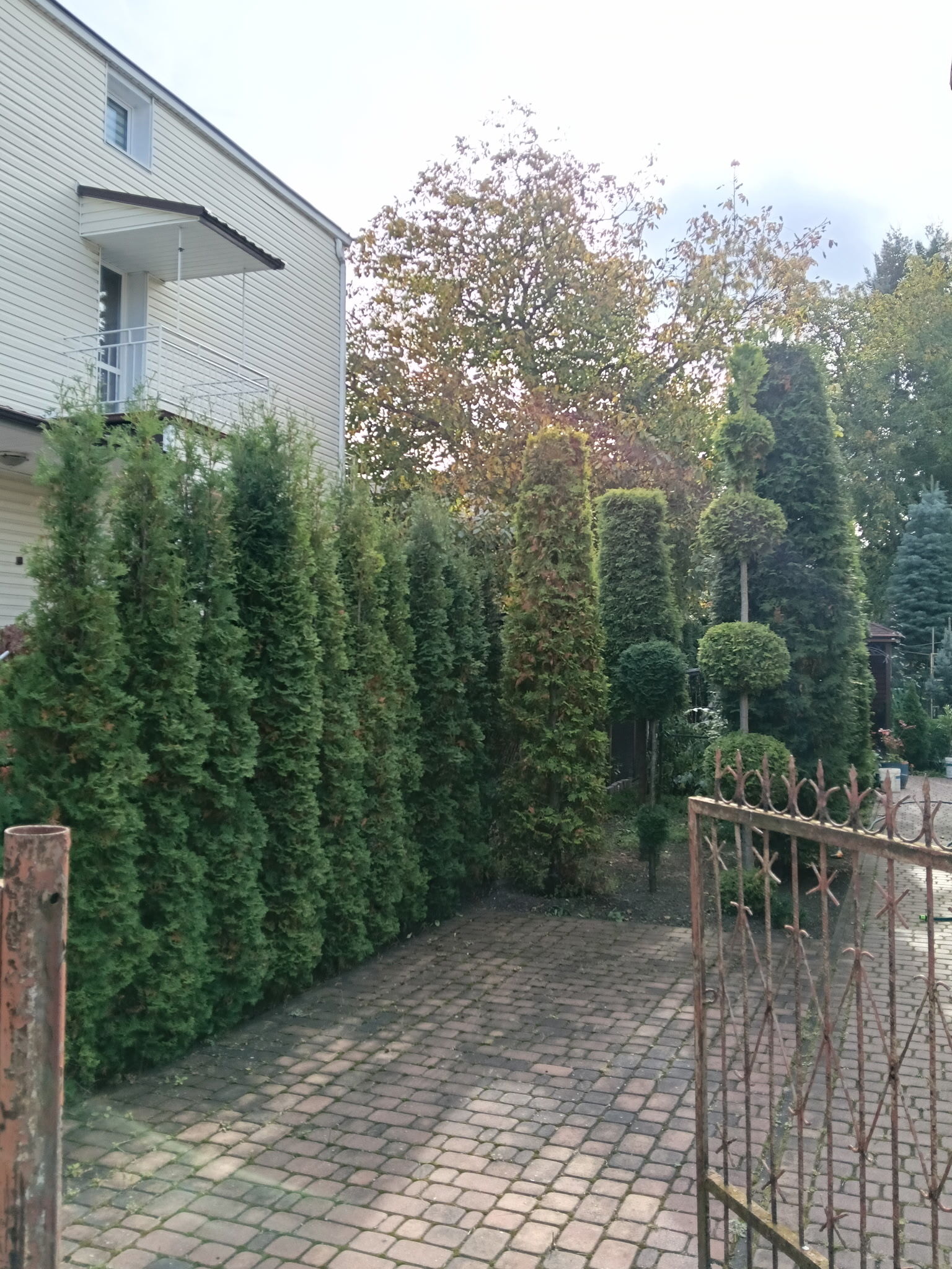 DRZEWKA OZDOBNE