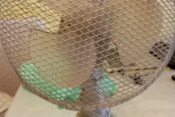 Sprzedam wentylator pokojowy Białystok piasta cena
