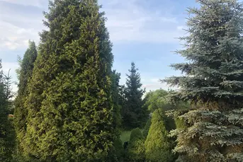 dzialka rekreacyjna  ROD    w    centrum  ok300m