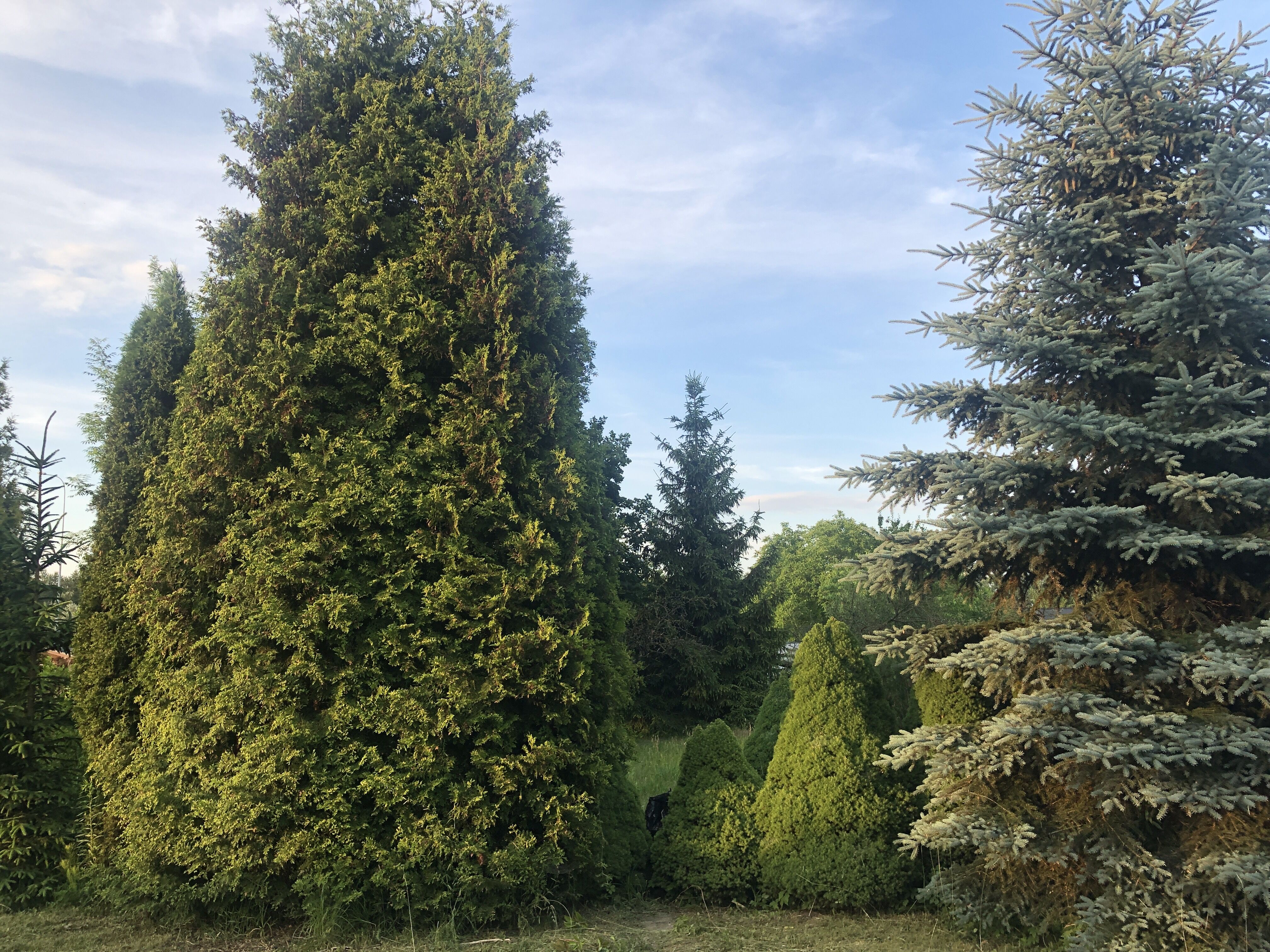 dzialka rekreacyjna  ROD    w    centrum  ok300m