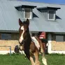 Horse Heaven Ośrodek jazdy konnej i hipoterapii