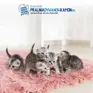 Kamon Pralnia Dywanów