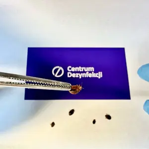 Centrum Dezynfekcji Białystok. Dezynfekcja, Dezynsekcja, Deratyzacja