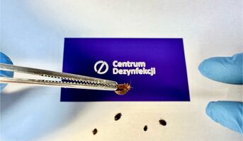 Centrum Dezynfekcji Białystok. Dezynfekcja, Dezynsekcja, Deratyzacja