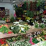 Tulip. Hurtownia kwiatów sztucznych i upominków