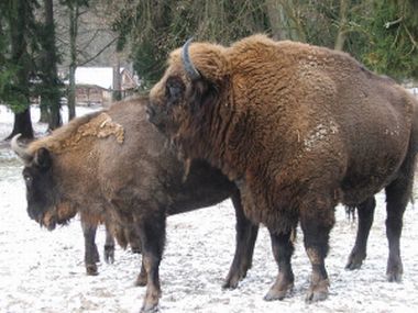 Księżna Kornwalii nie zobaczy Podlasia