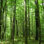 Jaki jest twój las? Weź udział w konkursie 