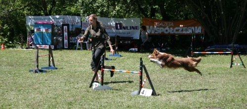 Piknik Agility. Psie zawody na Zaciszu