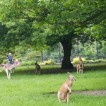 KAN zaadoptował kangura