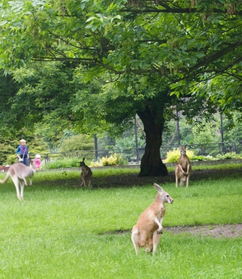 KAN zaadoptował kangura