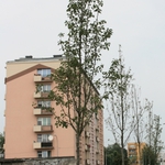 Zielony Białystok. Nowe drzewa i krzewy w mieście
