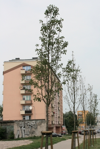Zielony Białystok. Nowe drzewa i krzewy w mieście