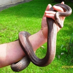 Wąż mahoniowy w węźle ciepłowniczym