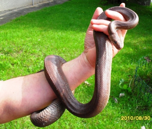 Wąż mahoniowy w węźle ciepłowniczym