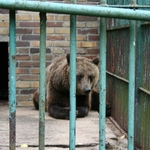 Akcent ZOO: Niedźwiedź nadal nie będzie miał wybiegu