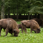 Puszcza Białowieska. Wzmacnianie ochrony