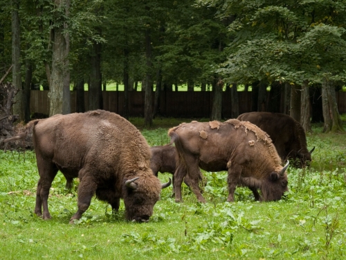 Puszcza Białowieska. Wzmacnianie ochrony