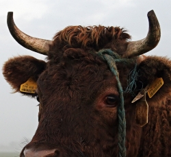 700-kilogramowy byk zaatakował samochód