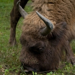 Puszcza Białowieska. Policzono żubry