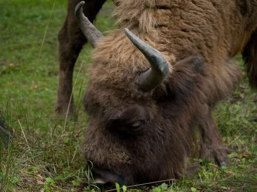 Puszcza Białowieska. Policzono żubry