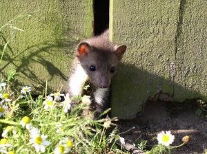 Białystok: strażnicy pomogli rannej kunie