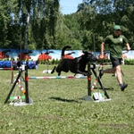 Miasto Przyjaciół - zawody agility. Święto psów sportowych