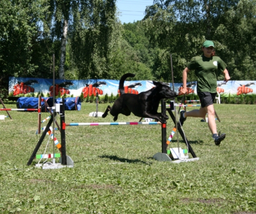 Miasto Przyjaciół - zawody agility. Święto psów sportowych