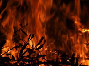 Leśnicy rozpoczęli kampanię dotyczącą pożarów lasów