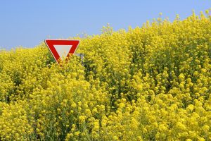 Skażenie polskiej żywności rakotwórczymi genami. Stop GMO!