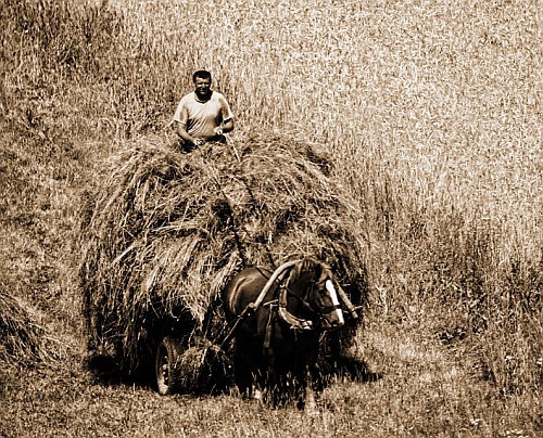 Ratusz wystawił fotografie Wiktora Wołkowa