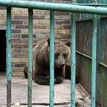 Niedźwiedź w Akcencie ZOO będzie miał nowy wybieg