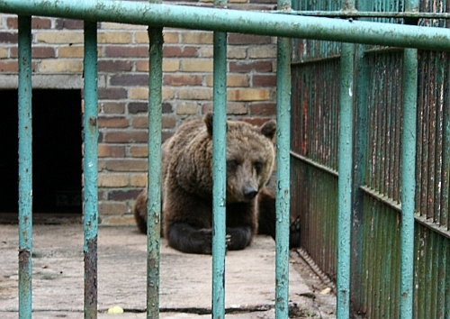 Niedźwiedź w Akcencie ZOO będzie miał nowy wybieg