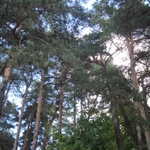 Białystok narusza przepisy dotyczące nadzoru nad lasami prywatnymi