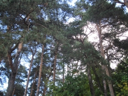 Białystok narusza przepisy dotyczące nadzoru nad lasami prywatnymi