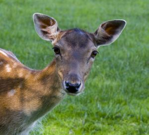 Będzie Azyl Zwierzęcy zamiast Akcentu ZOO