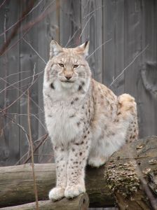 ZOO. Kolejny etap modernizacji będzie kosztował 3 mln zł