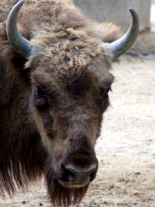 W Akcencie ZOO powstanie nowy wybieg dla żubrów