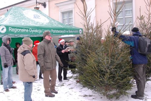 Sam wybierz swoją choinkę. Weekendowa akcja leśników