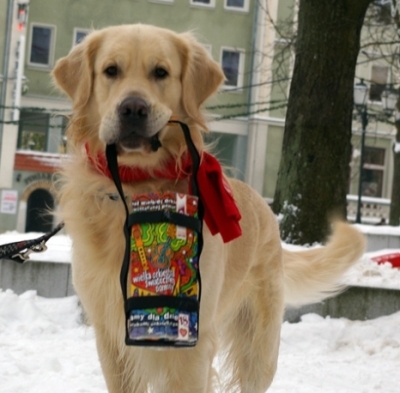 Wielka Orkiestra Świątecznej Pomocy. Kolejna kwesta z udziałem psów rasy Golden Retriever