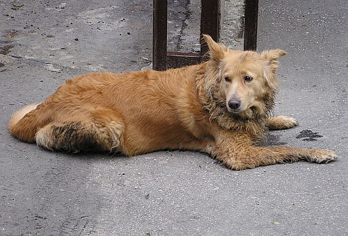 Zagłosuj, by pomoc trafiła do bezdomnych zwierzaków z Białegostoku